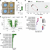 Transcriptome of rosemary cream-treated mouse ear wounds displays a TRPA1 p