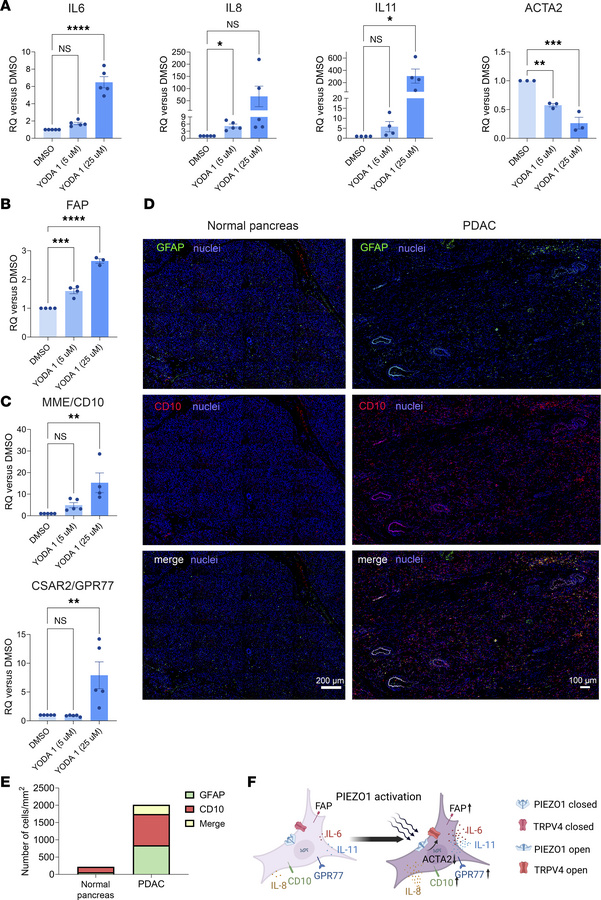 Piezo1 activation converts human PSCs to a FAPup-iCAF phenotype.
Isolate...