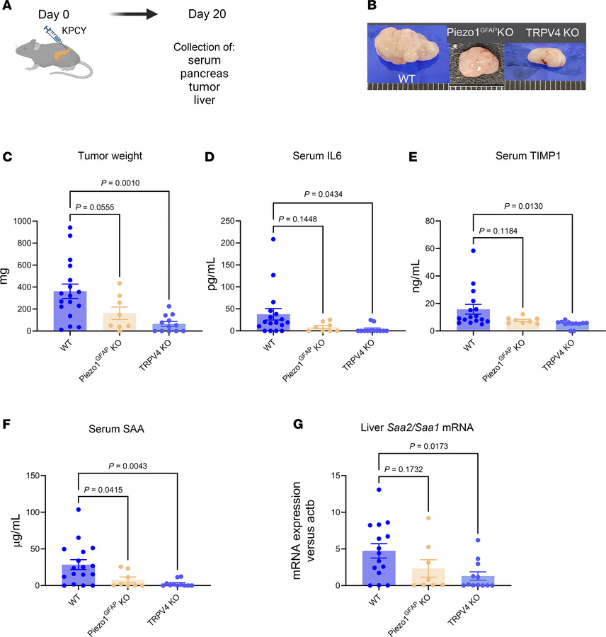 Loss of TRPV4 reduces tumor growth and cytokine expression known to acti...