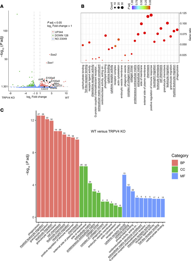 Reduction of innate immune response genes in an orthotopic model of PDAC...