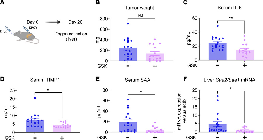 The TRPV4 antagonist GSK2193874 protects mice from premetastatic niche f...