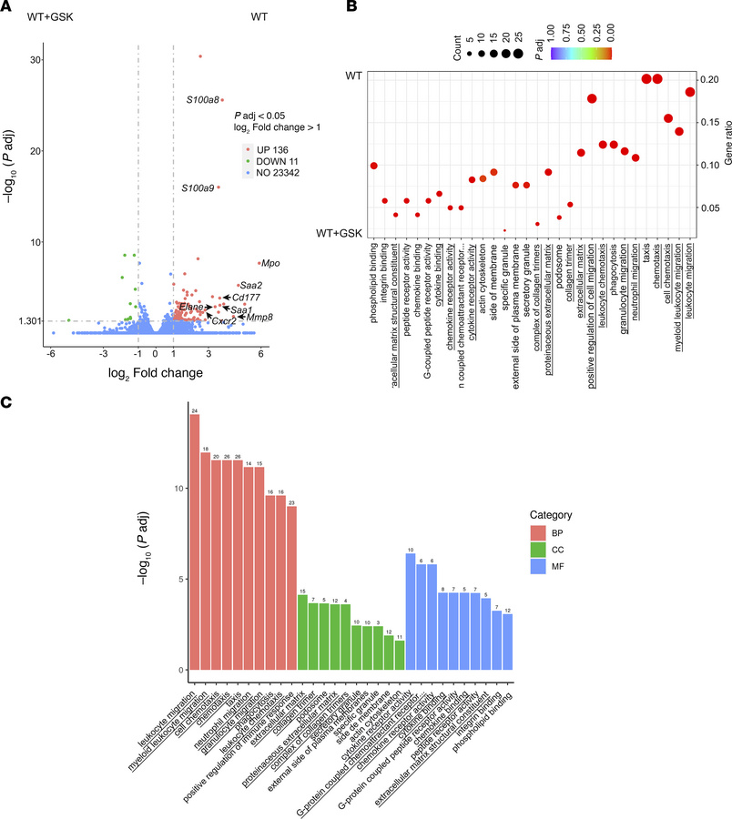 The TRPV4 antagonist GSK2193874 reduces the innate immune response in an...