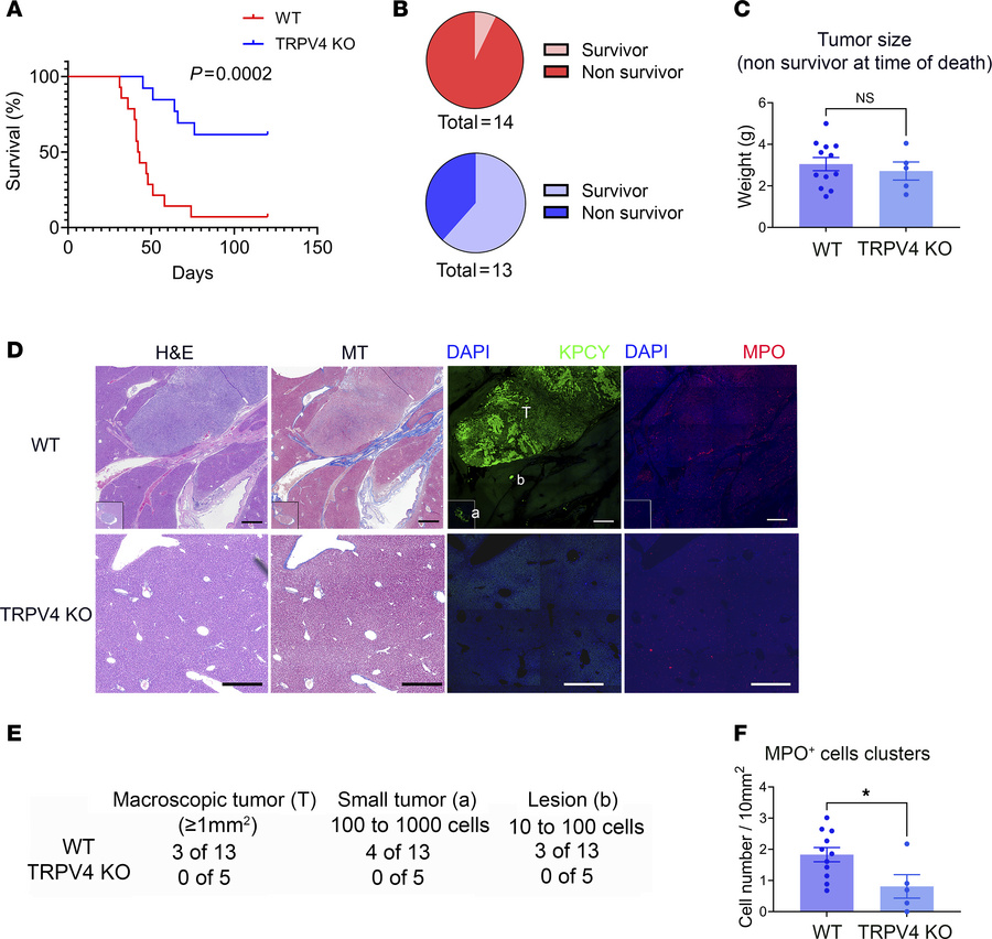 Effects of TRPV4 on pancreatic cancer survival.
(A) Survival curve of WT...