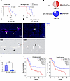 TRPV4 loss reduces metastases and increases survival in a GEMM model of PDA