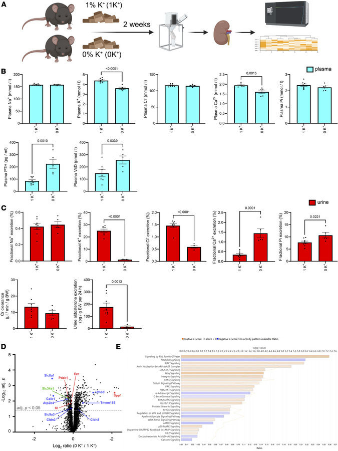 A K+-deficient diet for 2 weeks alters kidney Ca2+ and Pi handling prote...