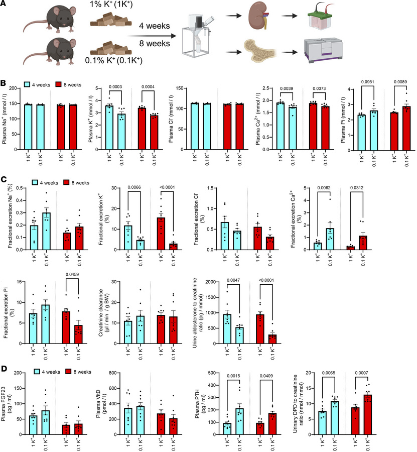 Prolonged low dietary K+ intake results in higher urinary Ca2+ excretion...