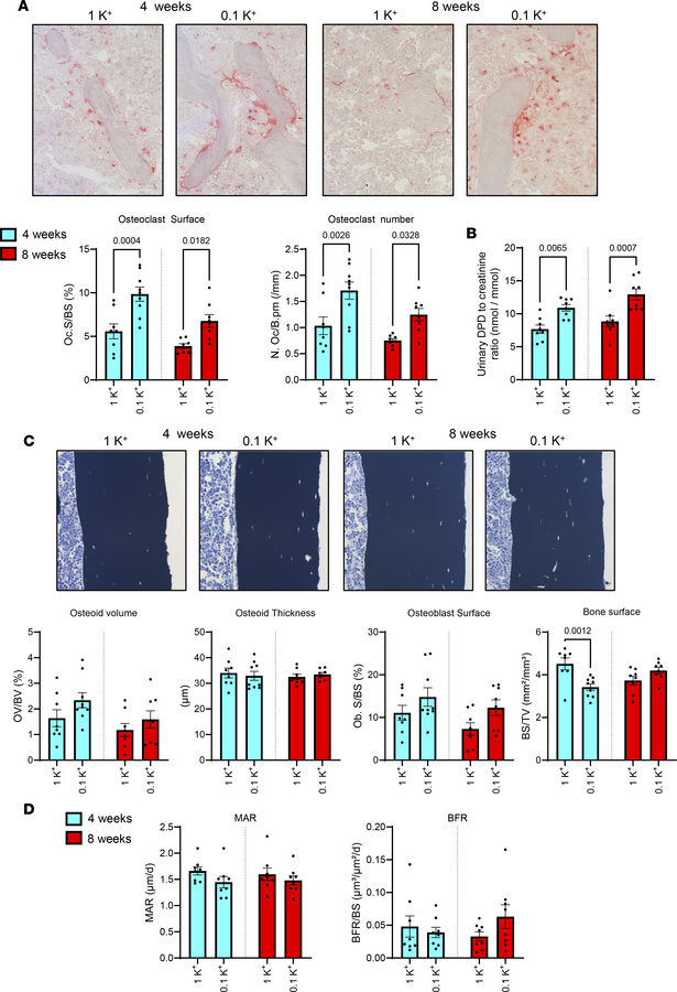 Increased osteoclast number and surface during lower dietary K+ intake.
...
