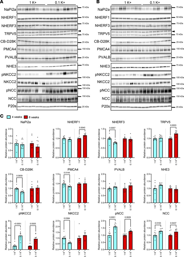Low dietary K+ effects on various modulators of Ca2+, Pi, and Na+ transp...