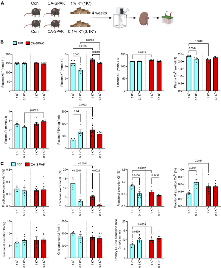 Low dietary K+ does not increase urinary Ca2+ excretion or PTH levels in...