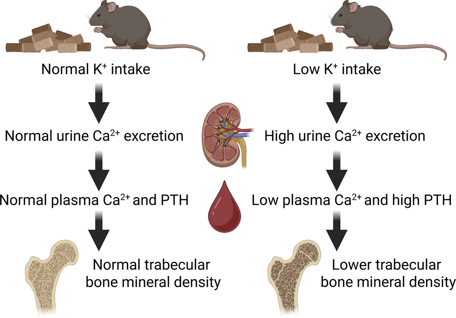graphical abstract