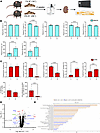 A K+-deficient diet for 2 weeks alters kidney Ca2+ and Pi handling proteins