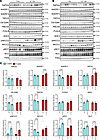 Low dietary K+ effects on various modulators of Ca2+, Pi, and Na+ transport