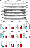 Low dietary K+ effects on various modulators of Ca2+, Pi and Na+ transport