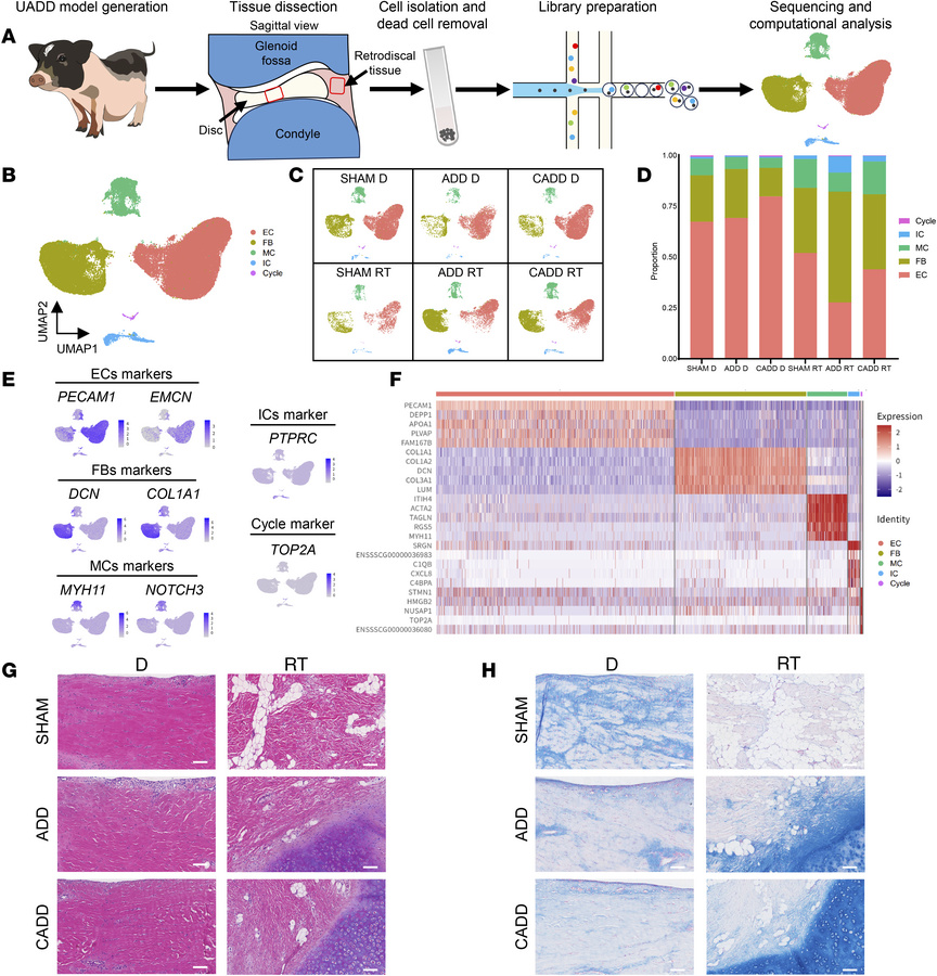 The cellular landscape and histological features of porcine TMJ discs an...
