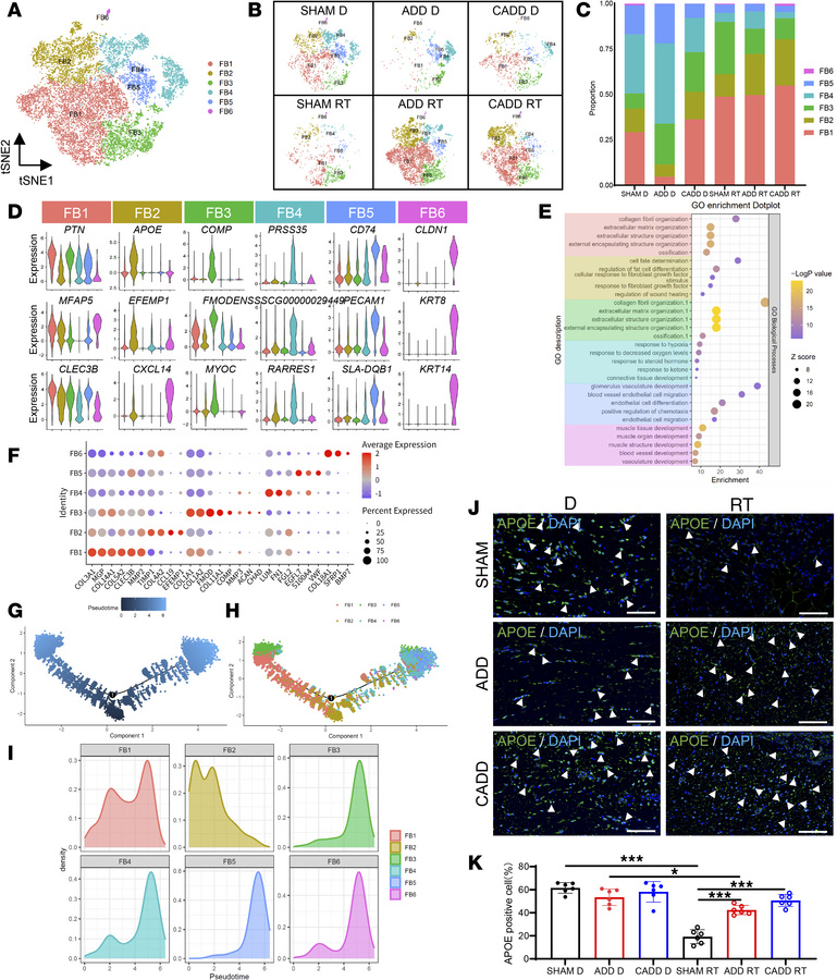 Characterization of FB subtypes participating in adaptive remodeling of ...