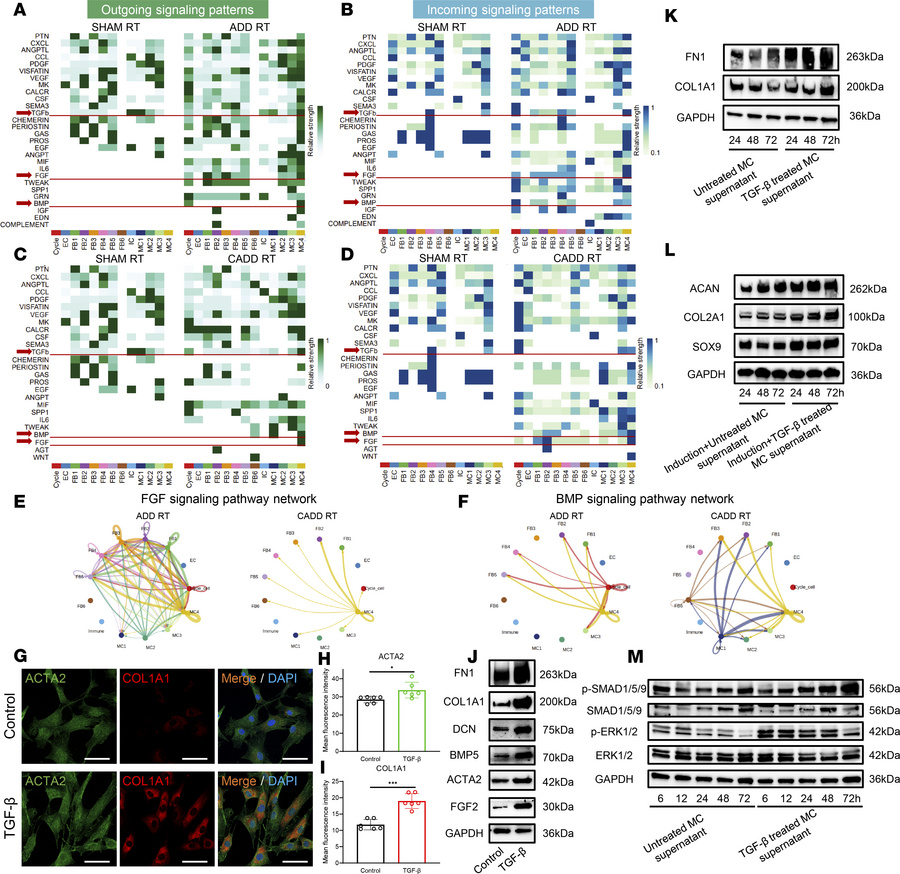FGF and BMP signaling pathways are involved in adaptive remodeling of th...