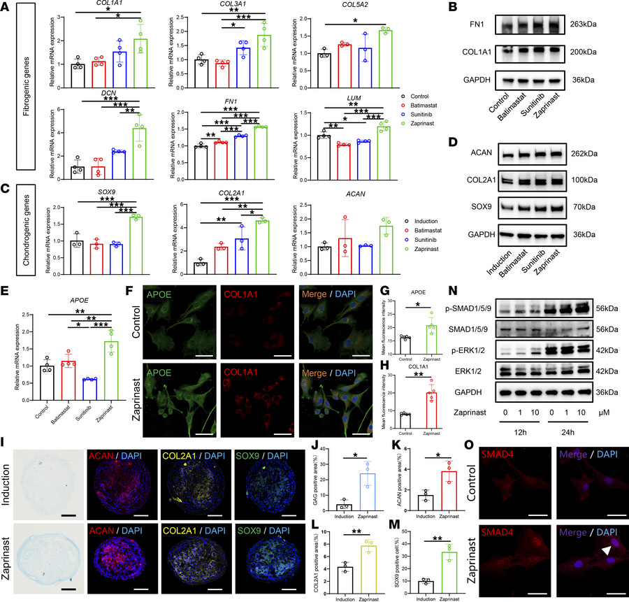 Zaprinast exhibits most prominent profibrotic and chondrogenic effects o...