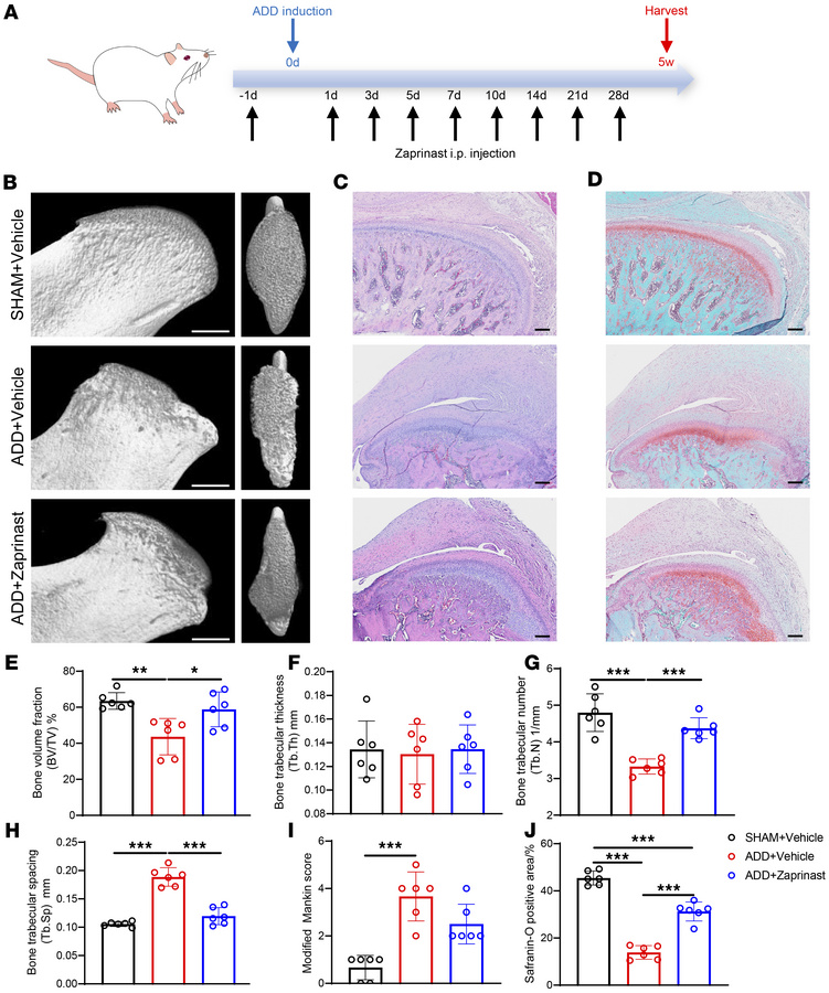 Zaprinast alleviates deformation of the disc and RT and damage of the co...