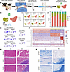 The cellular landscape and histological features of porcine TMJ discs and R