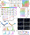 Characterization of FB subtypes participating in adaptive remodeling of the