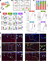 Identification of a specific ECM-related MC subcluster in the RT after ADD