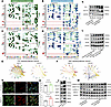 FGF and BMP signaling pathways are involved in adaptive remodeling of the R