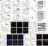 Zaprinast exhibits most prominent profibrotic and chondrogenic effects on F