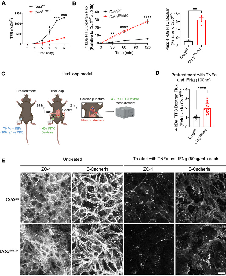 CRB3 regulates the formation of the intestinal epithelial barrier.
(A) G...