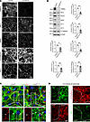CRB3 regulates junctional localization of AJC proteins and organization of