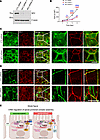 Loss of NF2 mimics the defects seen in CRB3-deficient IECs, including impai