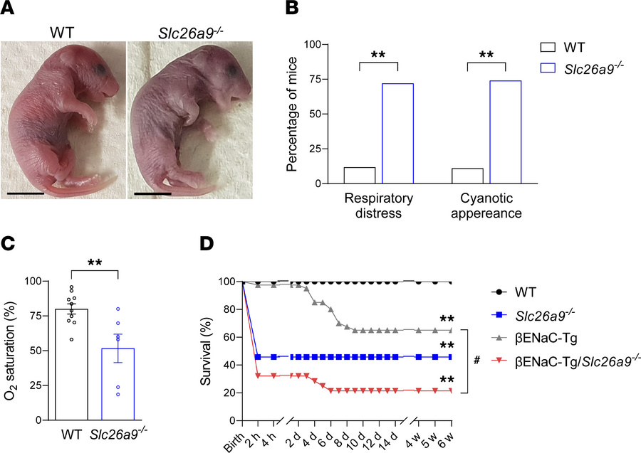 Genetic deletion of Slc26a9 causes respiratory distress and death in neo...