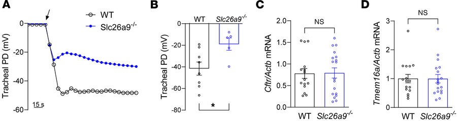 Genetic deletion of Slc26a9 alters transepithelial ion transport in airw...
