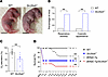 Genetic deletion of Slc26a9 causes respiratory distress and death in neonat