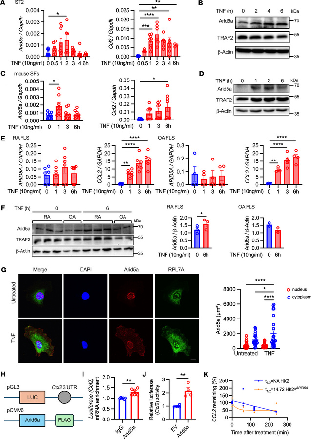 TNF induces Arid5a expression and nuclear export.
(A) ST2 cells were tre...