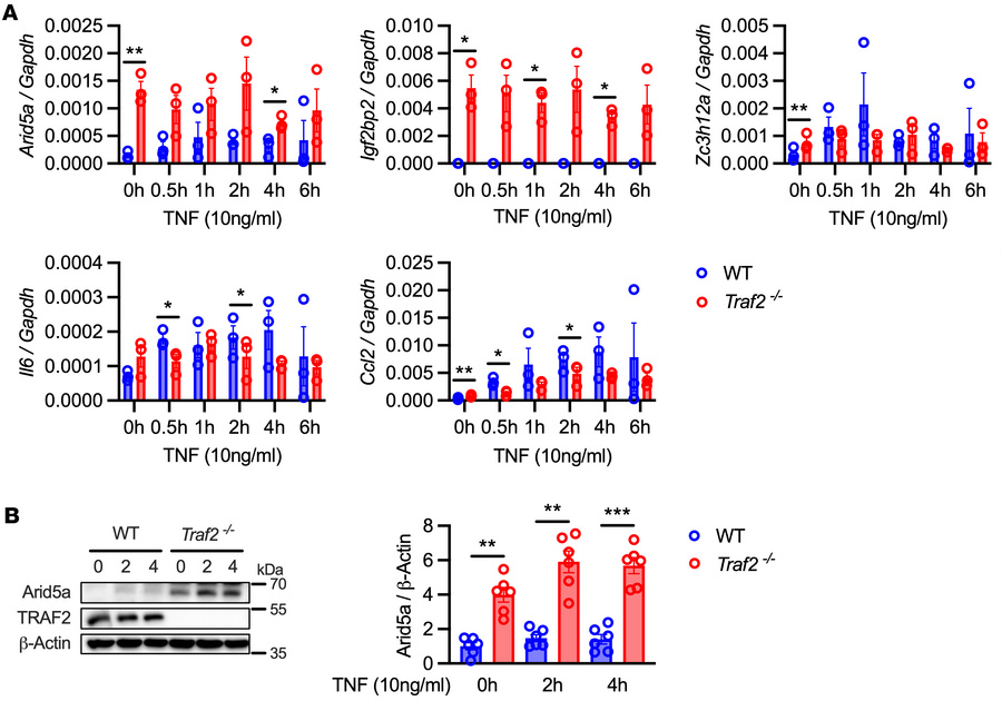 TRAF2 negatively regulates Arid5a.
(A) WT or Traf2–/– ST2 cells were tre...