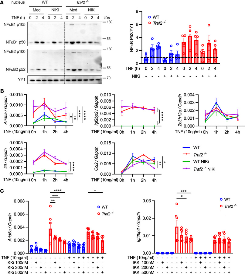 TRAF2 inhibits Arid5a through IKK-dependent NF-κB signaling.
WT or Traf2...