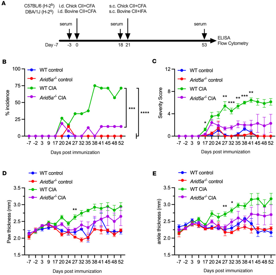 Arid5a is required for inflammatory pathogenesis in collagen-induced art...