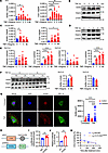 TNF induces Arid5a expression and nuclear export.