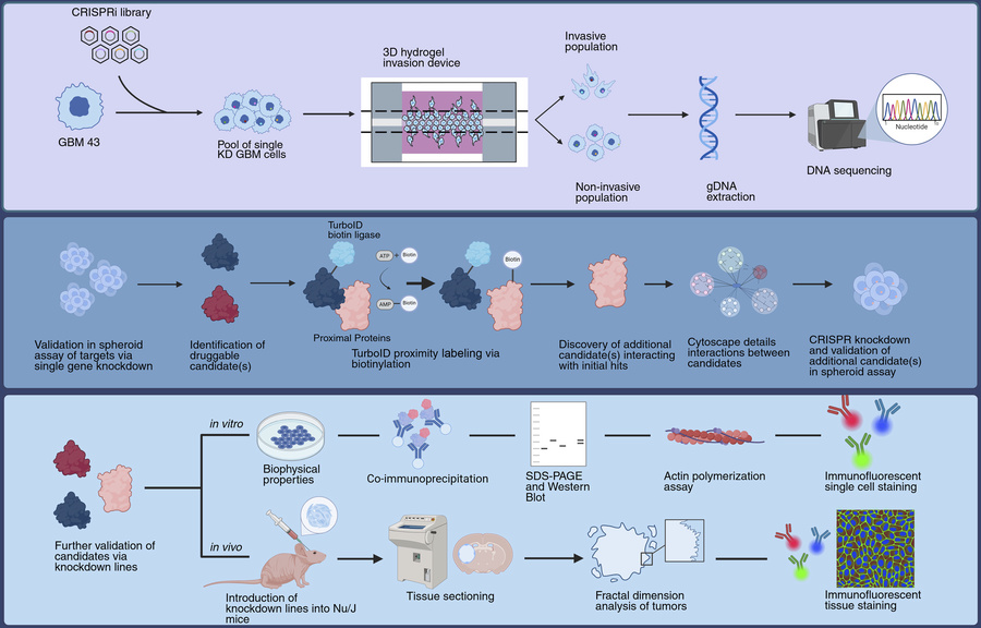 Overview of the multiomic workflow used to identify targetable mediators...