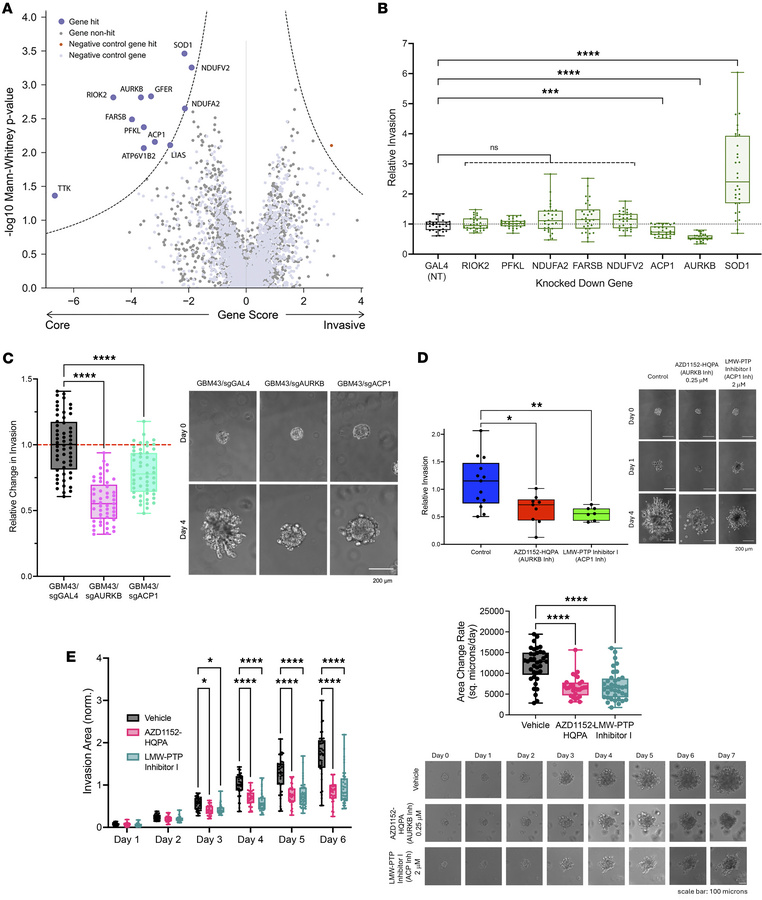 CRISPRi screen identifies druggable genes mediating GBM invasion in 3D h...