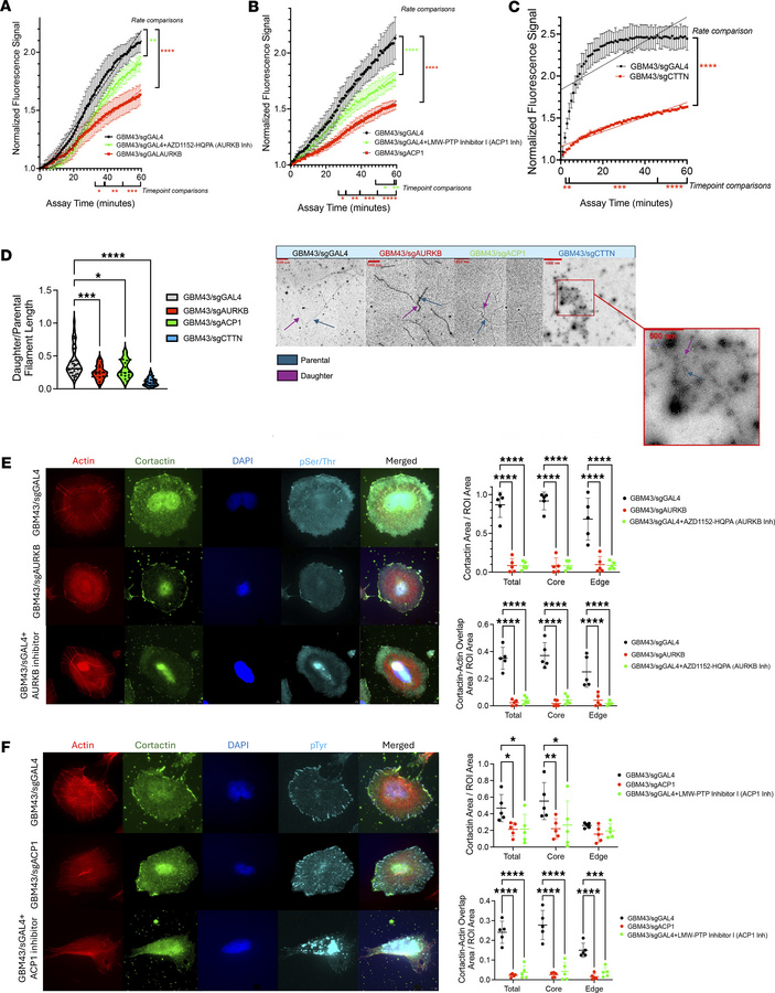 
AURKB and LMW-PTP (ACP1) affect cortactin phosphorylation, altering act...