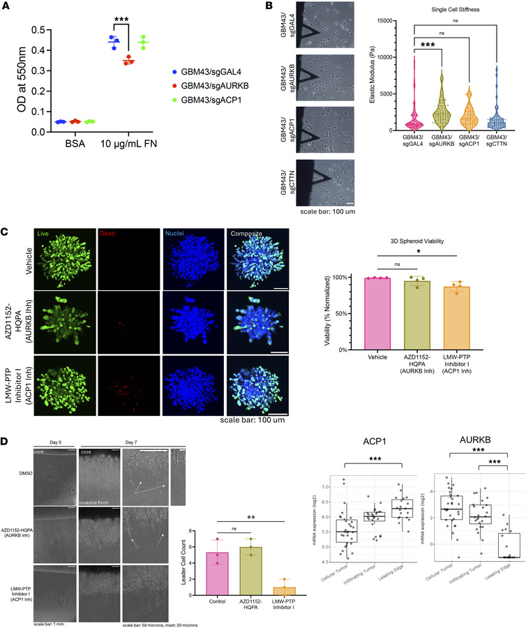 
AURKB and ACP1 exert distinct effects on different aspects of GBM invas...