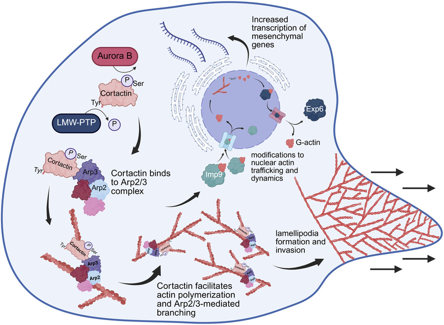 Summary of key findings.
We found that aurora B–driven serine phosphoryl...