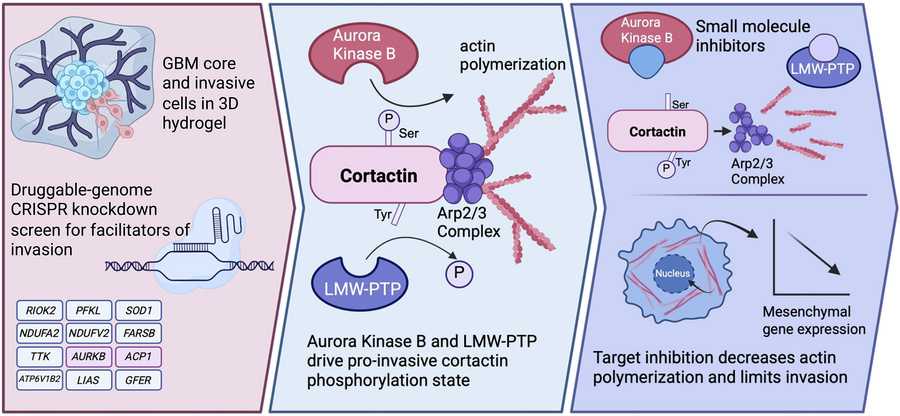 graphical abstract