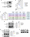 Serine phosphorylation of cortactin by aurora B (AURKB) and tyrosine dephos