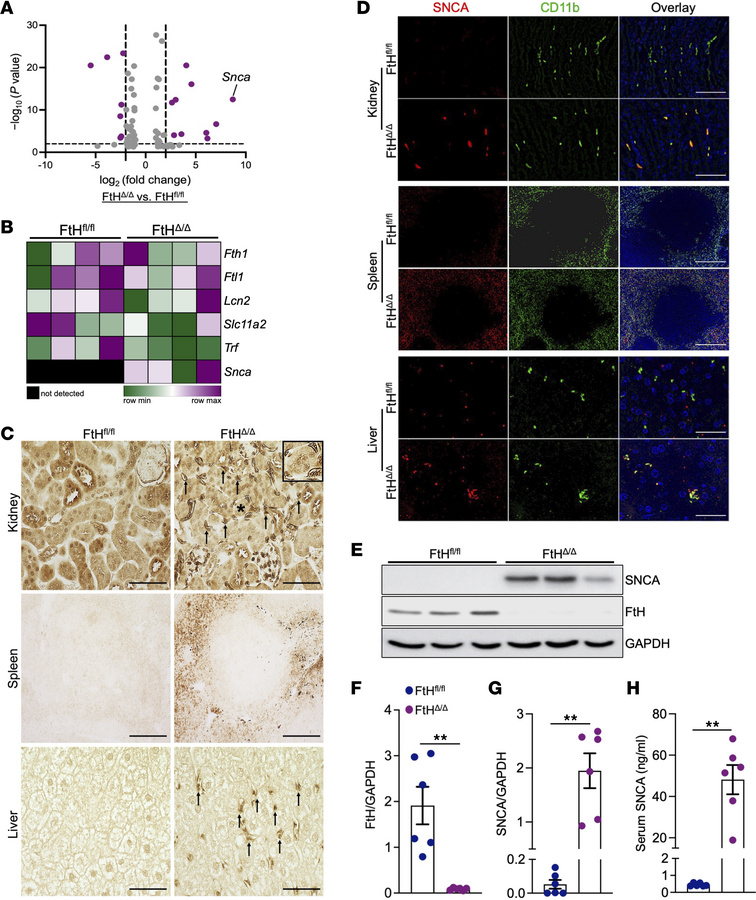 Myeloid FtH deletion triggers SNCA induction in macrophages.
(A) Volcano...