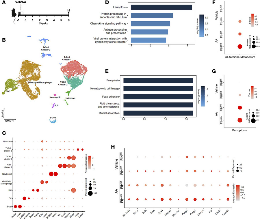 Single-cell transcriptomic analysis of leukocytes reveals ferroptosis in...