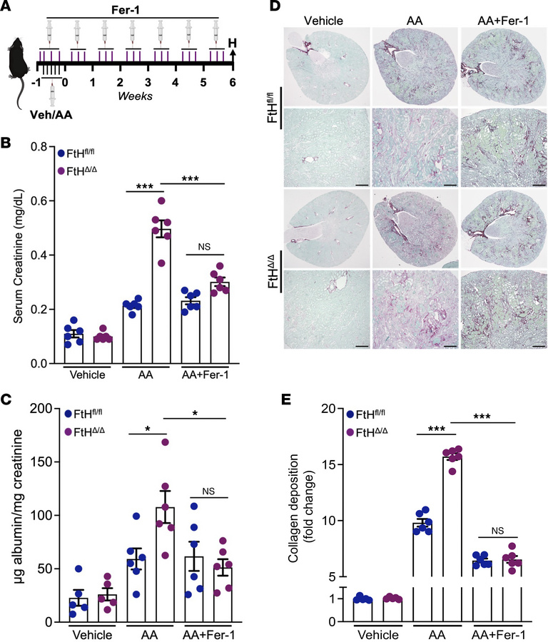 Excessive ferroptotic activity as the principal driver of kidney injury ...