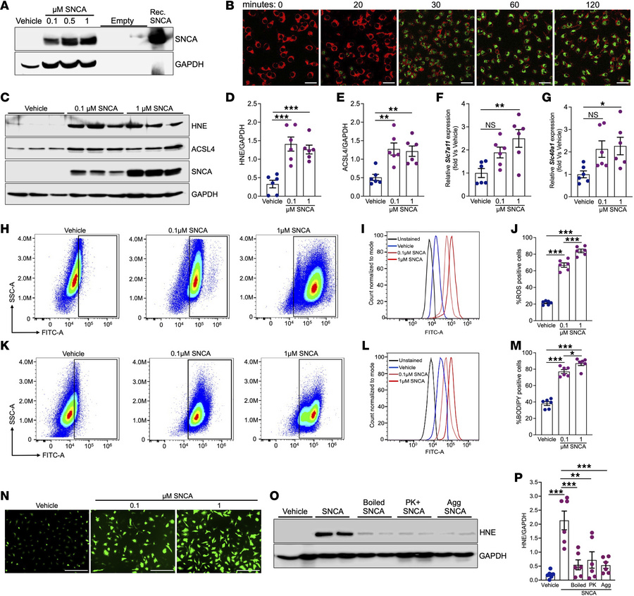 Monomeric SNCA’s ferrireductase activity drives oxidative stress, a hall...