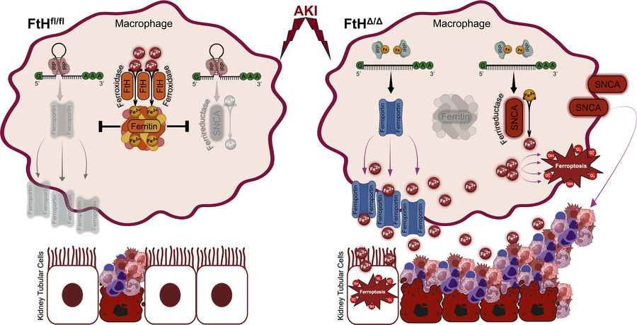 graphical abstract